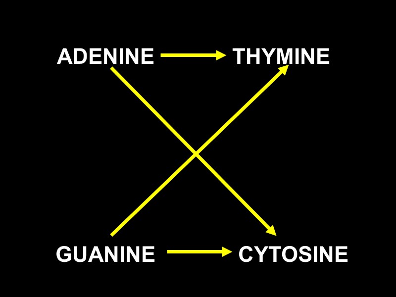 ADENINE           THYMINE  